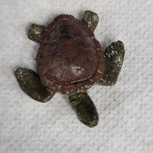 Load image into Gallery viewer, Sea Turtle
