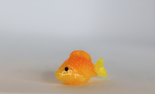 Load image into Gallery viewer, Gold Fish, Miniature GoldFish,