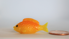 Load image into Gallery viewer, Gold Fish, Miniature GoldFish,
