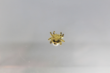 Load image into Gallery viewer, Nail Charms, Spider, Halloween, Rhinestone