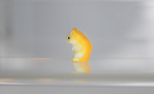 Load image into Gallery viewer, Hamster, Miniature Pet Rodent