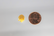 Load image into Gallery viewer, Hamster, Miniature Pet Rodent