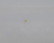 Load image into Gallery viewer, Nail Decals, Mouse - 10 Decals for 99 cents