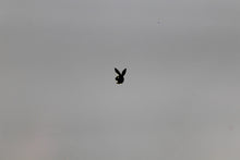 Load image into Gallery viewer, Nail Decals - 10 Decals for 99 cents