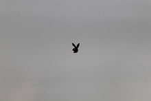 Load image into Gallery viewer, Nail Decals - 60 Decals for $3.99