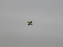 Load image into Gallery viewer, Nail Decals, Clover - 60 Decals for $3.99