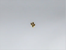 Load image into Gallery viewer, Nail Charms, Cactus, Tiniest San Pedro Cactus