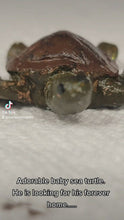 Load and play video in Gallery viewer, Sea Turtle
