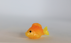 Gold Fish, Miniature GoldFish,
