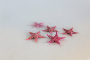 Starfish, Tiny Starfish, Ocean, Sea, Beach