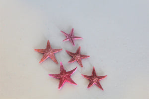 Starfish, Tiny Starfish, Ocean, Sea, Beach