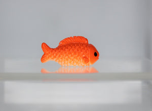 Gold Fish, Small Chubby GoldFish, Miniature